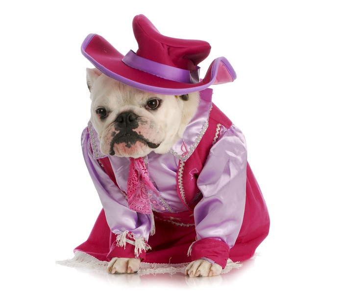 French Bulldog in a pink witch costume