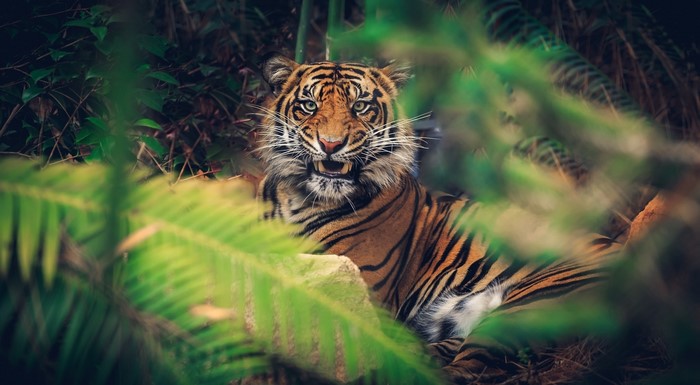 Tiger in a jungle setting