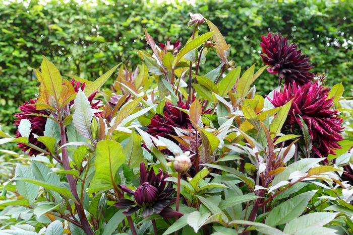 Wine color Dahlias with buds
