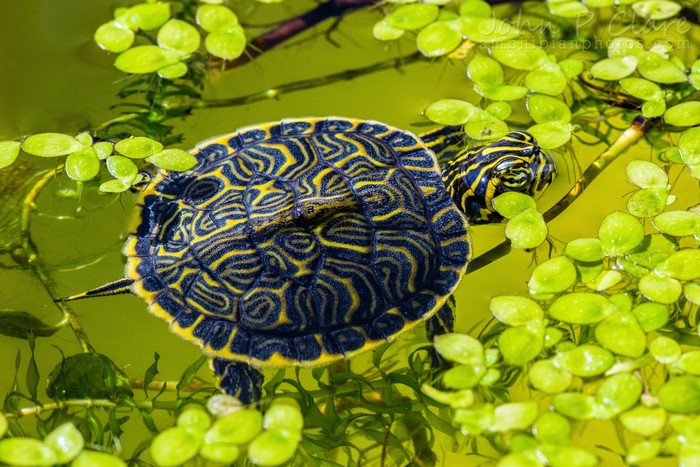 Turtle swimming in pond with duckweed