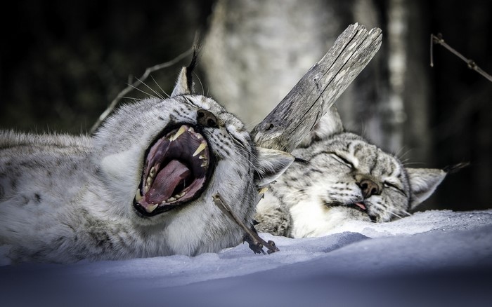 Two lynx sleeping in the snow