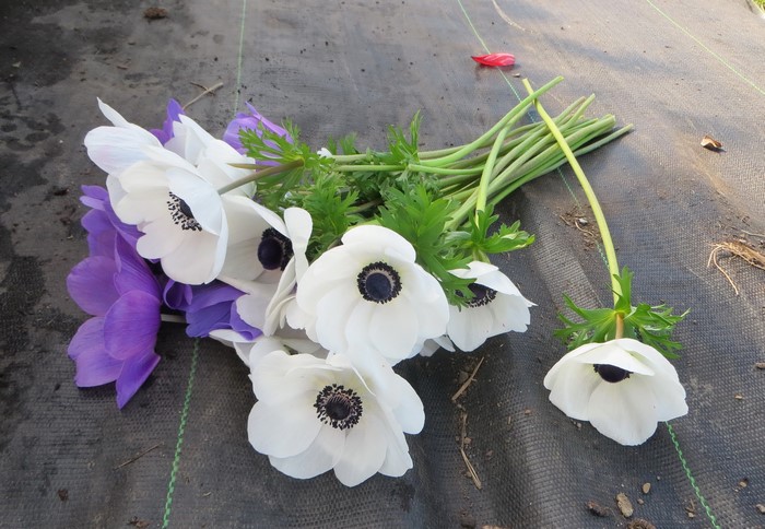 Bouquet of white and purple anemone flowers