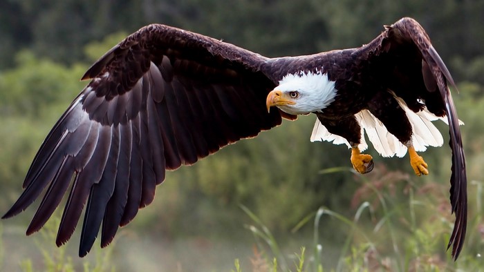 Bald Eagle in flight over grassy field