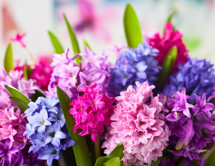 4K Closeup of Hyacinths