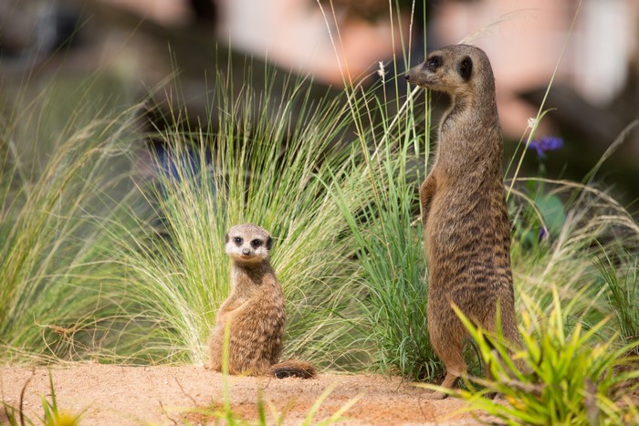 Two Meerkats in Tall Grass