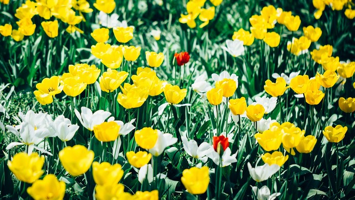 Field of Yellow and White Tulips with One Red Tulip