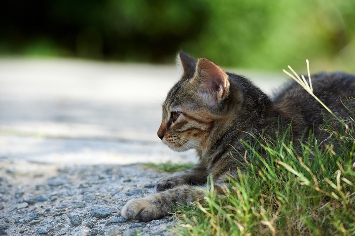 Kitten lying in grass next to a path