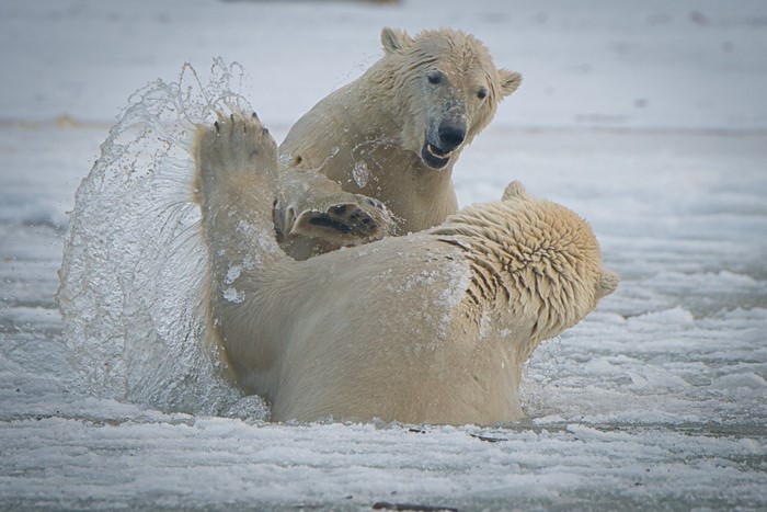 Two polar bears fighting in icy water