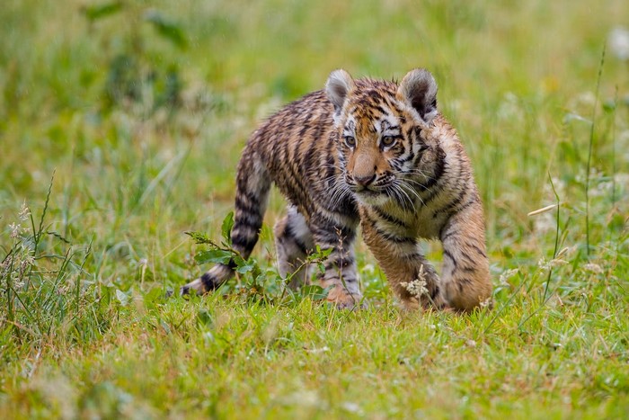Tiger cub walking in grass