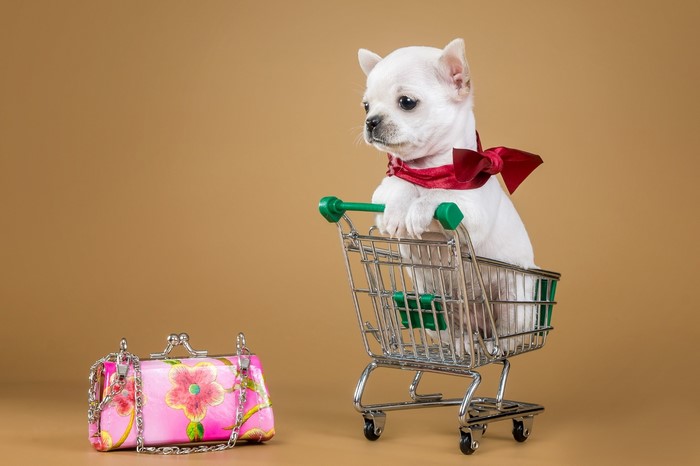 White Chihuahua puppy in shopping cart with purse