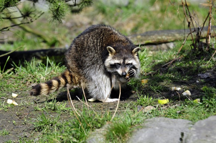 Raccoon Eating Food on Grass