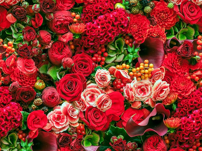 4K Red Roses, Dahlias, Begonias, and Callas