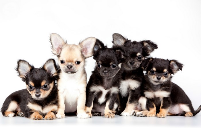 Five Chihuahua puppies sitting together