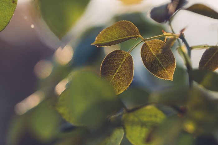 Close-up of green leaves on branches