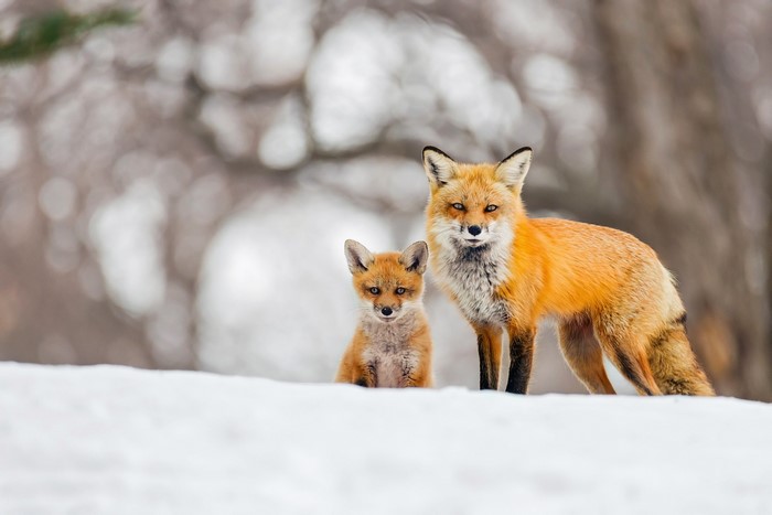 Two foxes in the snow