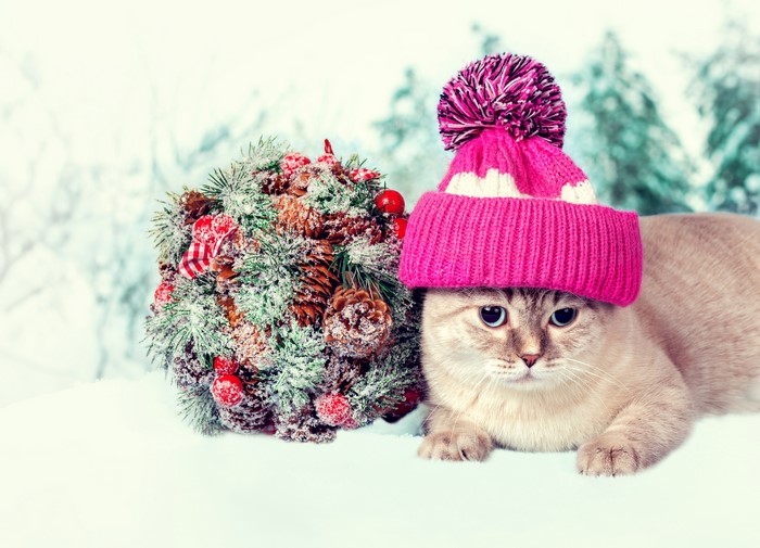 Cat in a winter hat with a Christmas bouquet