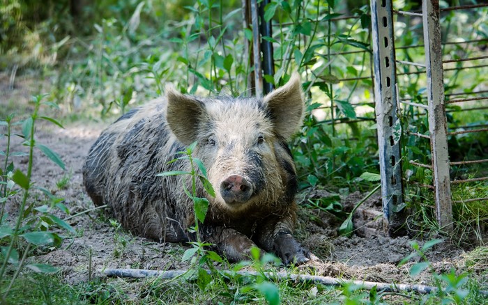 A muddy wild boar lies on the ground near a fence