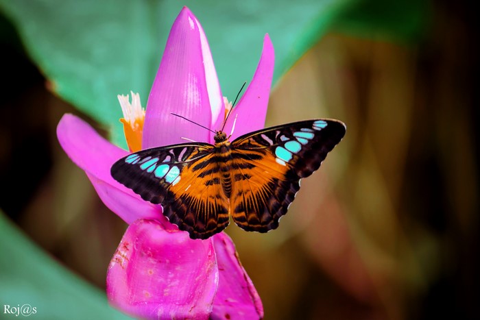 Butterfly on a pink flower