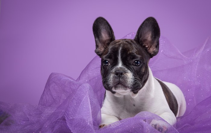 French Bulldog puppy on purple tulle