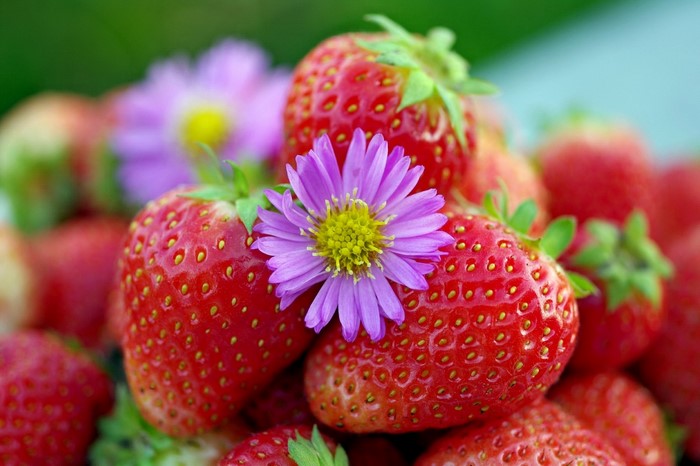 Strawberries with a purple flower