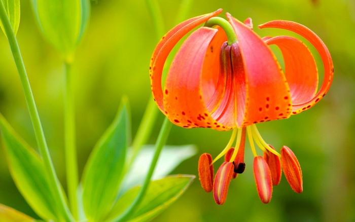 Orange Turk's Cap Lily flower