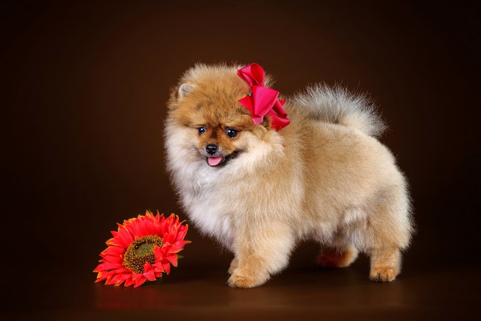 Pomeranian dog with red bow and gerbera flower