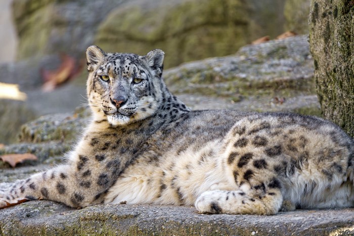 Snow leopard lying on rocks