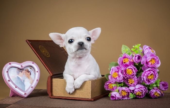 Chihuahua puppy in a book with flowers and photo frame
