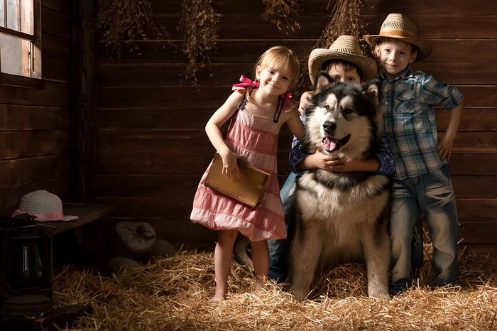 Three children and an Alaskan Malamute in a barn