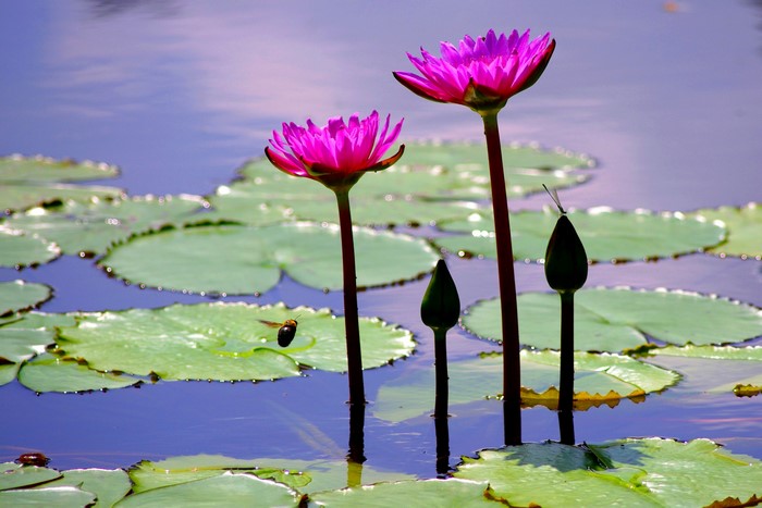 Pink water lilies with buds and insects on a pond