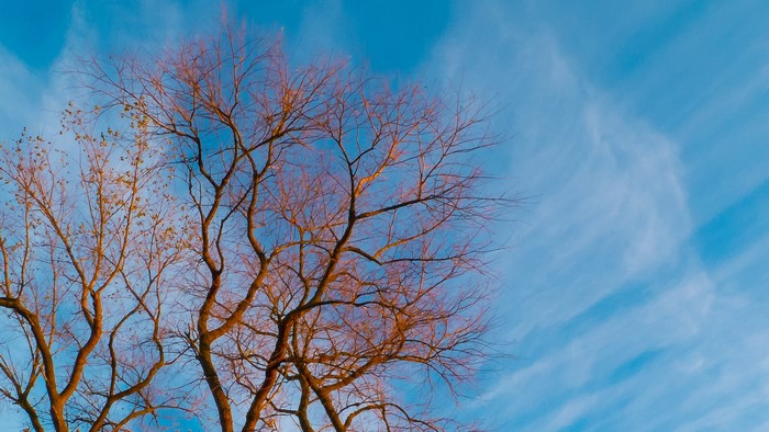 Bare tree branches against a blue sky