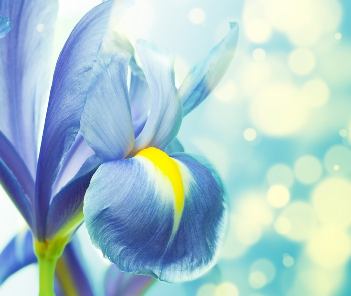 4K Closeup of a Blue Iris Flower