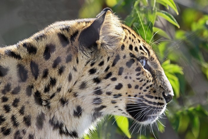 Leopard's Head in Profile