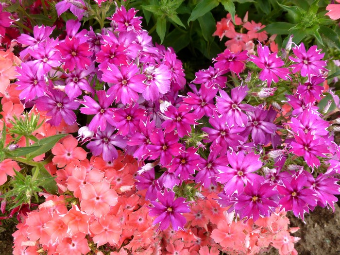 Close-up of pink and purple phlox flowers