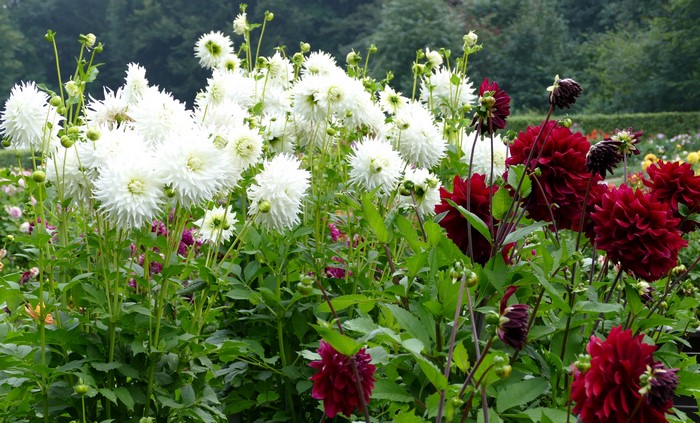 White and red Dahlias in a garden