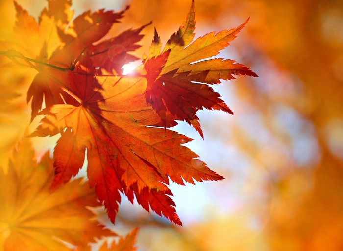 Closeup of Orange Autumn Maple Leaves