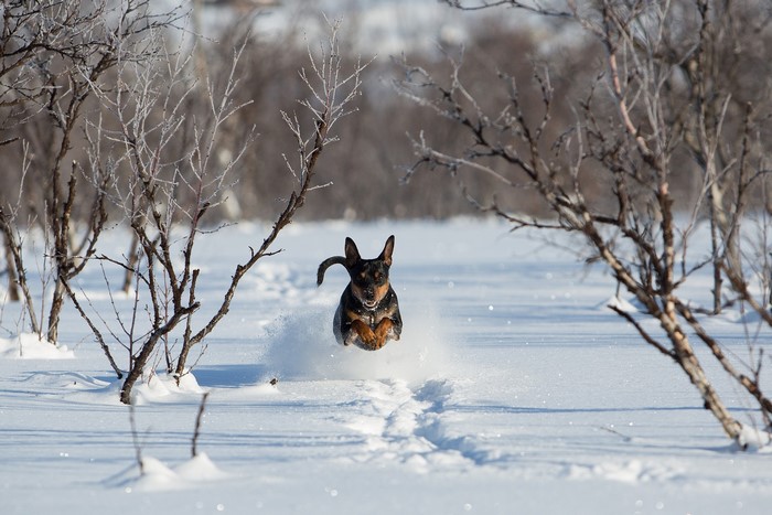Dog running and jumping in the snow