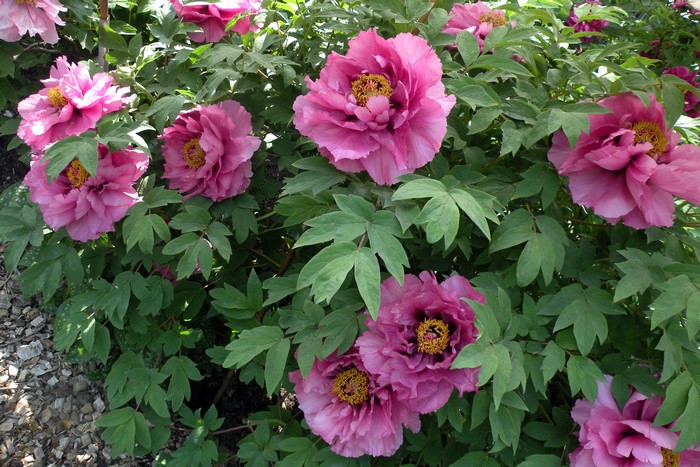 Pink Tree Peony Flowers with Green Foliage