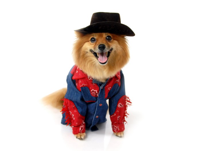 Pomeranian dog dressed as a cowboy