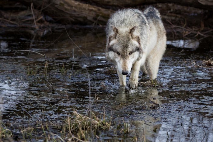Wolf walking through shallow water