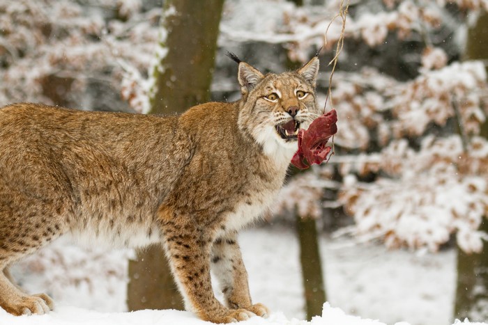 Lynx eating meat in the snow