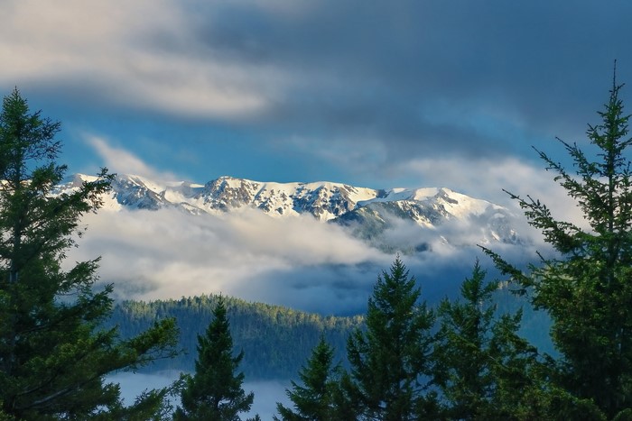 Snow-capped Olympic Mountains behind clouds and trees