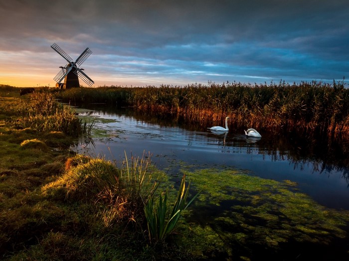 Windmill by a canal with swans at sunrise