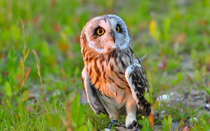 Short-eared owl perched on grassy ground