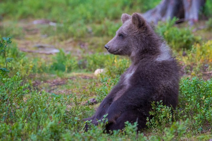 Brown bear cub sitting in a forest