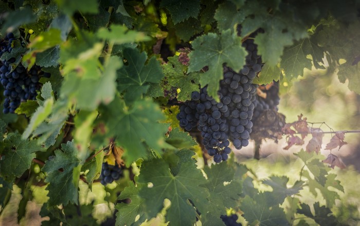 Dark Grapes on a Vine with Green Leaves