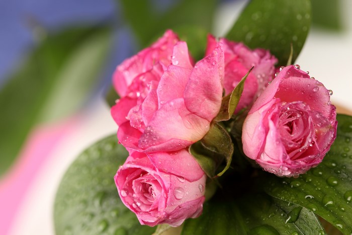 Pink roses with water drops