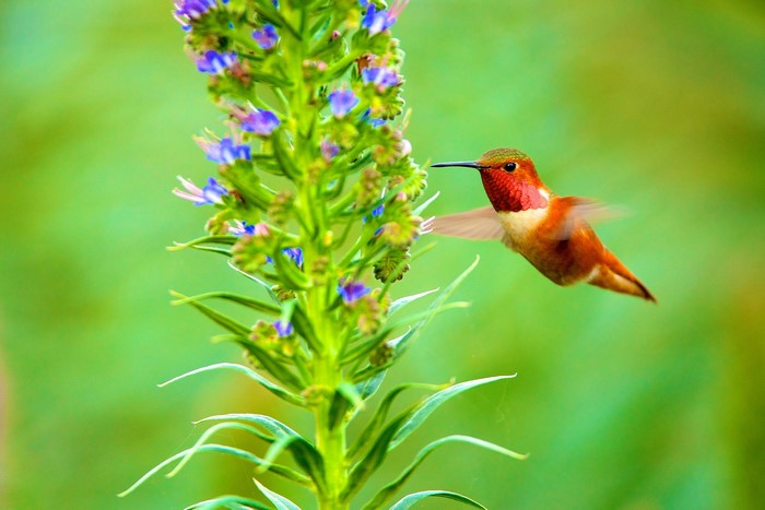 Hummingbird feeding on a tall flower