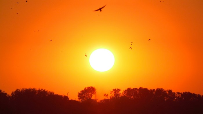 Birds flying during a vibrant sunset over trees