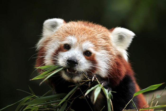 Red panda eating bamboo